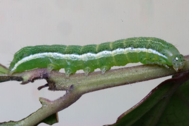 ID bruco:  Orthosia gothica